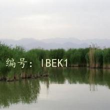 ǰ